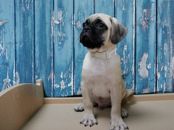 Puggle 2nd Gen-DOG-Male-Fawn-24730-Petland Racine, Wisconsin