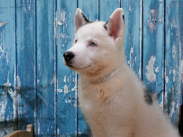 Siberian Husky-DOG-Male-White-24728-Petland Racine, Wisconsin