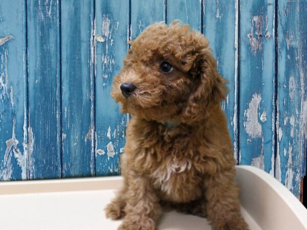 Poodle-DOG-Male-RED-24732-Petland Racine, Wisconsin