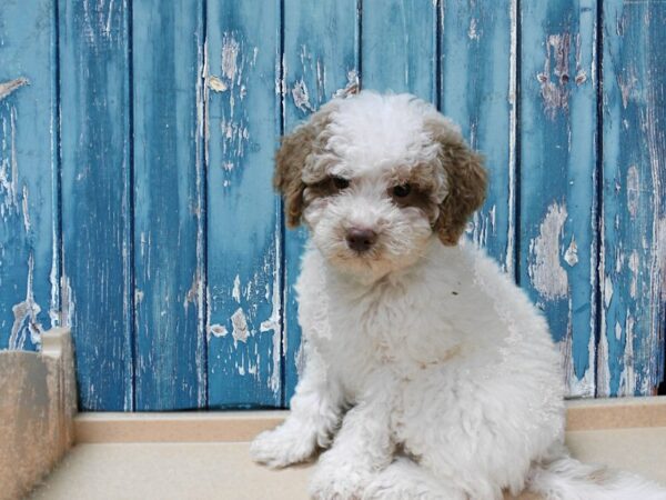 Poodle-DOG-Male-White / Tan-24719-Petland Racine, Wisconsin