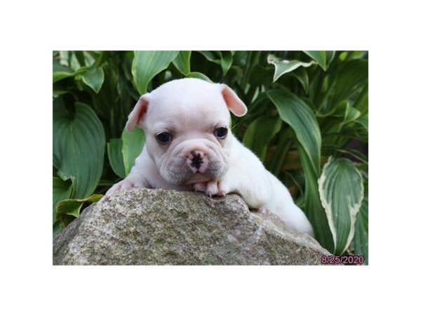 French Bulldog-DOG-Male-Platinum-24737-Petland Racine, Wisconsin