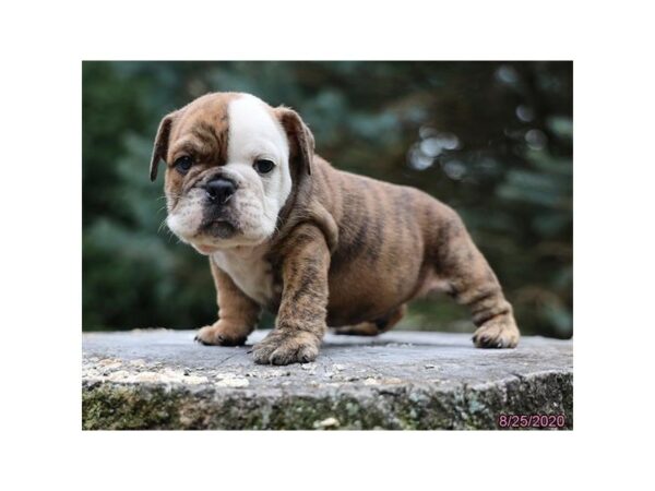 Bulldog DOG Male Brindle 24746 Petland Racine, Wisconsin