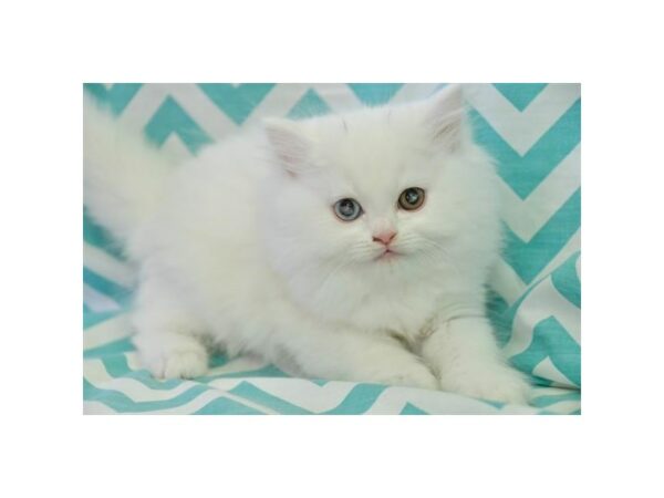 Persian CAT Female White 24749 Petland Racine, Wisconsin