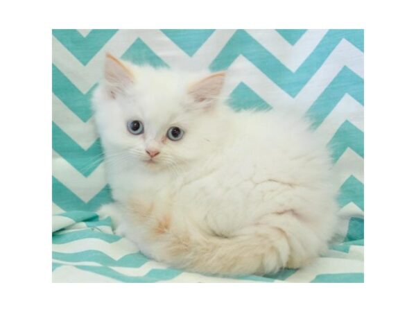 Persian-CAT-Male-Flame-24751-Petland Racine, Wisconsin