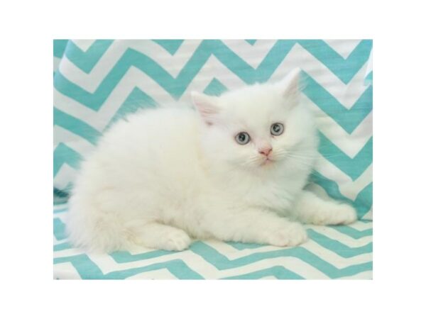 Persian-CAT-Male-White-15827-Petland Racine, Wisconsin