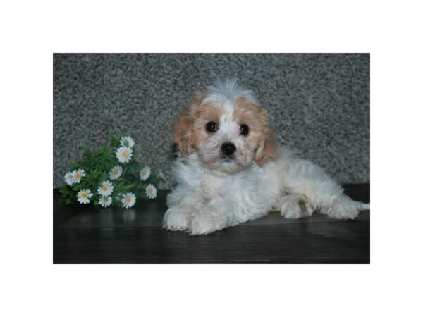 Cavachon-DOG-Male-Cream / White-15825-Petland Racine, Wisconsin