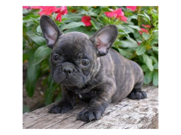 French Bulldog-DOG-Female-Black Brindle-15831-Petland Racine, Wisconsin