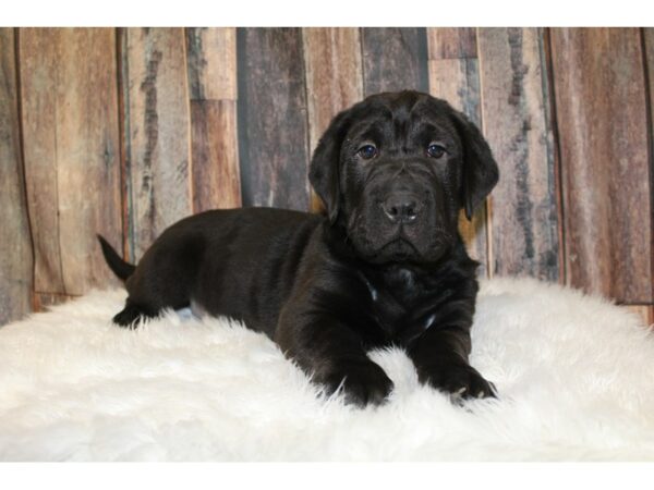 Basset Hound / Shar Pei-DOG-Female-Black-15824-Petland Racine, Wisconsin