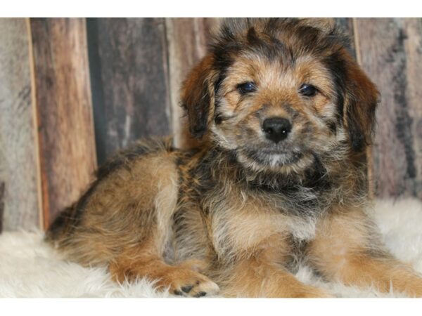 Shiba Inu/Poodle-DOG-Female-Dark Sable-15836-Petland Racine, Wisconsin