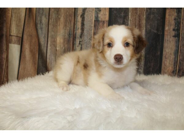 Mini Aussie DOG Male Red Merle 15838 Petland Racine, Wisconsin