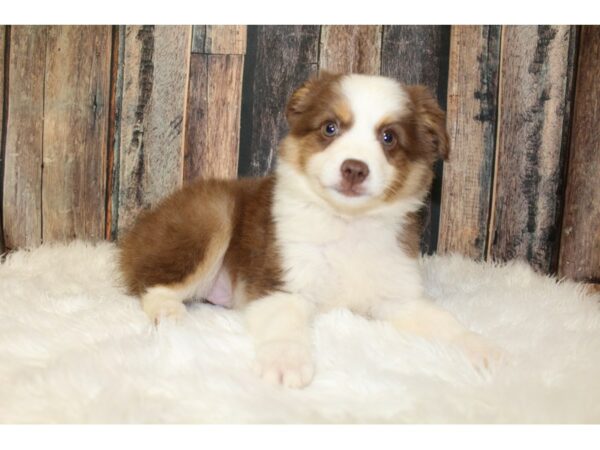 Mini Aussie DOG Male Red/White 15839 Petland Racine, Wisconsin