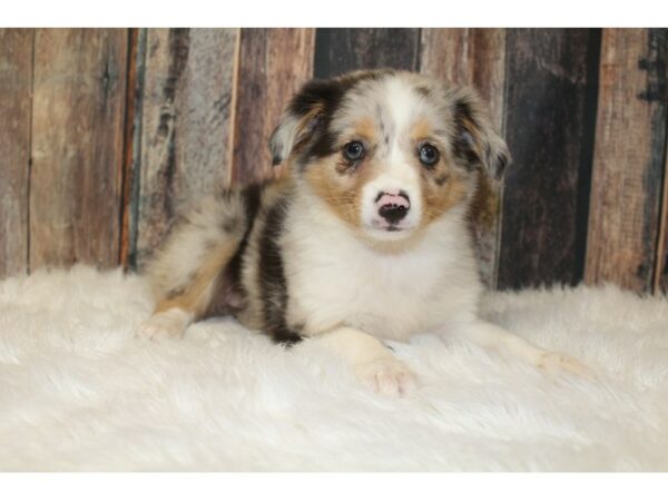 Mini Aussie DOG Female Blue Merle 15840 Petland Racine, Wisconsin