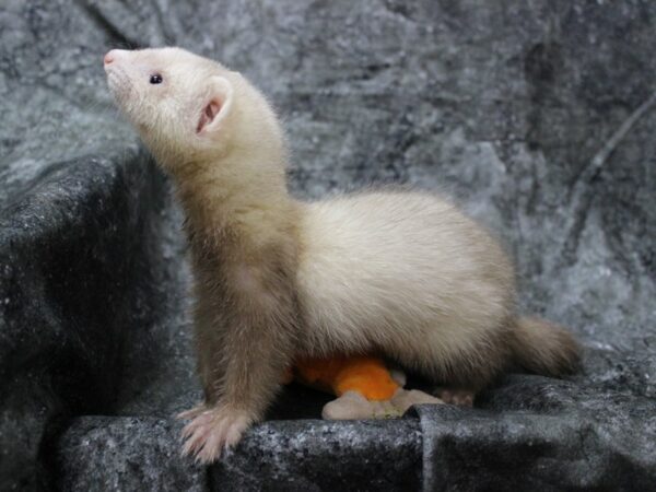 Ferret-FERRET-Female--24770-Petland Racine, Wisconsin