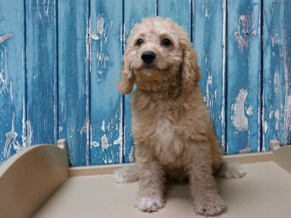 Cavadoodlepoo-DOG-Male-CRM/APCT-24761-Petland Racine, Wisconsin