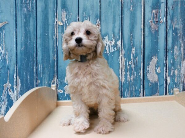 Cavadoodlepoo-DOG-Female-APCT-24762-Petland Racine, Wisconsin