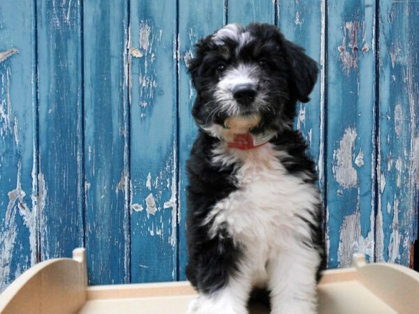 Poodle/Australian Shepherd-DOG-Female-Black / White-24739-Petland Racine, Wisconsin