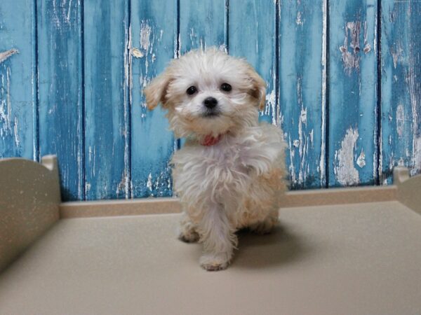 Chipoo DOG Female Cream 24755 Petland Racine, Wisconsin