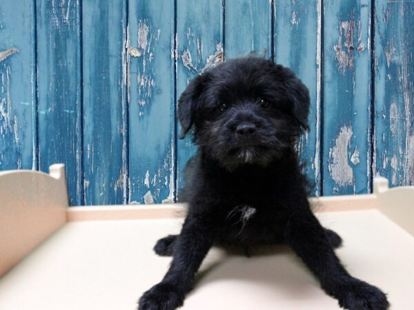 Shiba Inu/Poodle-DOG-Male-Black-24743-Petland Racine, Wisconsin