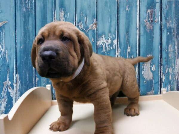 Walrus DOG Male Brown 24756 Petland Racine, Wisconsin