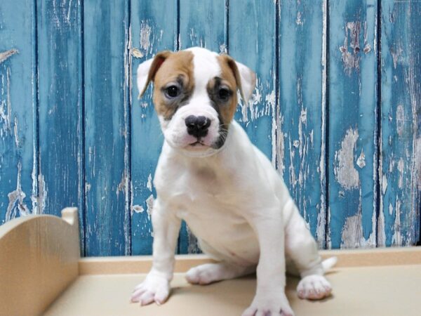 American Bulldog-DOG-Female-WH/RED-24767-Petland Racine, Wisconsin