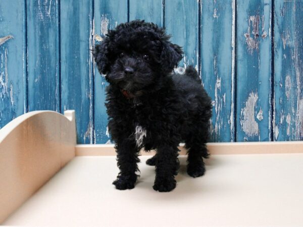 Poodle-DOG-Female-Black-24740-Petland Racine, Wisconsin