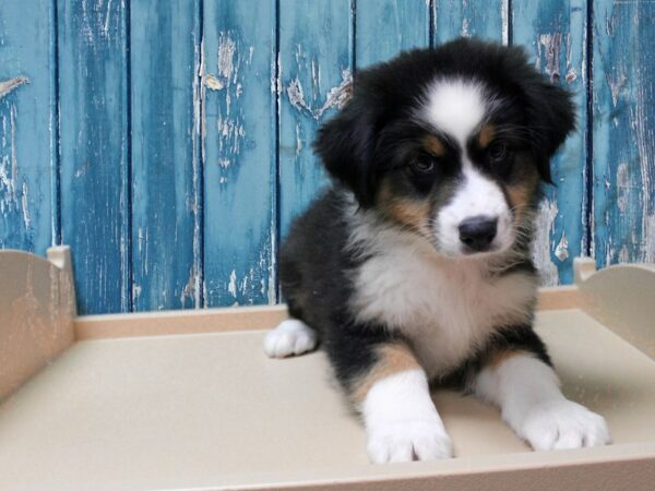 Australian Shepherd-DOG-Male-Black White / Tan-24745-Petland Racine, Wisconsin
