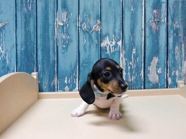 Dachshund-DOG-Female-B/T/PIED-24765-Petland Racine, Wisconsin