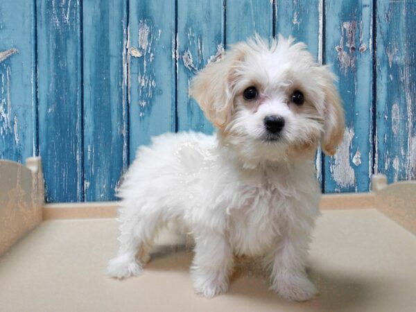 Cavachon-DOG-Male-Cream / White-24754-Petland Racine, Wisconsin