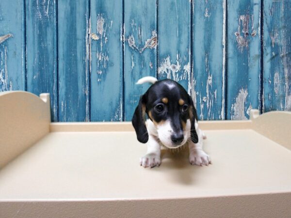 Dachshund-DOG-Male-B/T/PIED-24764-Petland Racine, Wisconsin