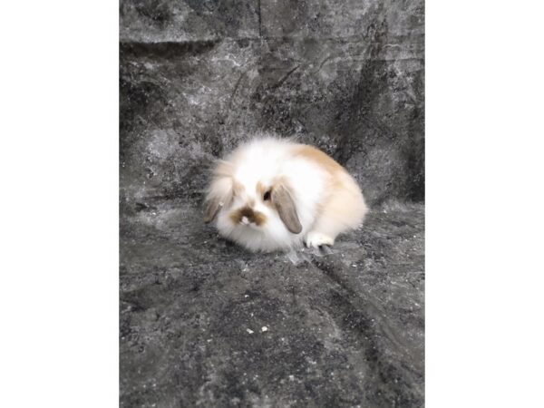 Lionhead-RABBIT-Male--24776-Petland Racine, Wisconsin