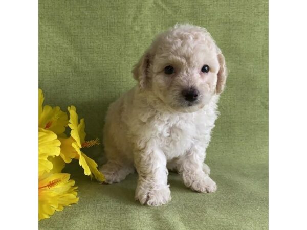 Bichonpoo-DOG-Male-White-24783-Petland Racine, Wisconsin