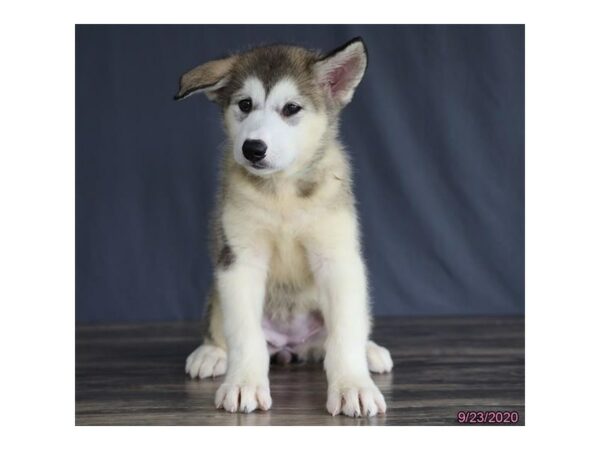 Alaskan Malamute DOG Female Gray / White 24791 Petland Racine, Wisconsin