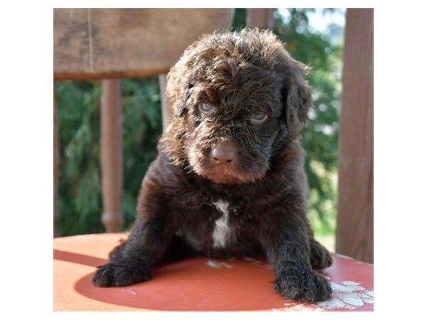 Newfiepoo-DOG-Male-Chocolate-24797-Petland Racine, Wisconsin