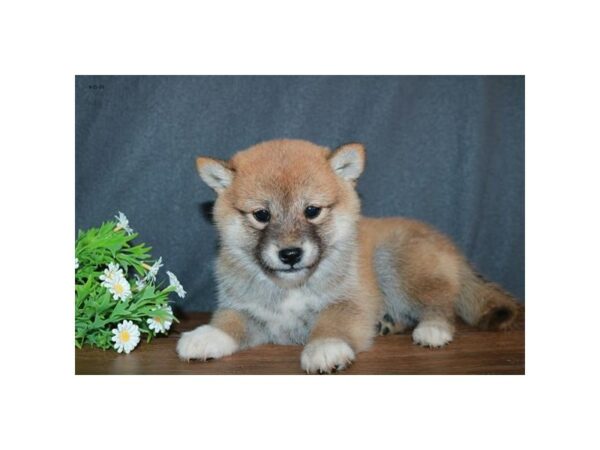 Shiba Inu-DOG-Female-Red-15853-Petland Racine, Wisconsin