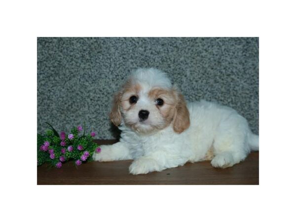Cavachon-DOG-Female-Cream / White-15846-Petland Racine, Wisconsin