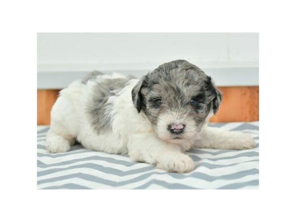 Cockapoo / Poodle-DOG-Female-Blue Merle / White-15857-Petland Racine, Wisconsin