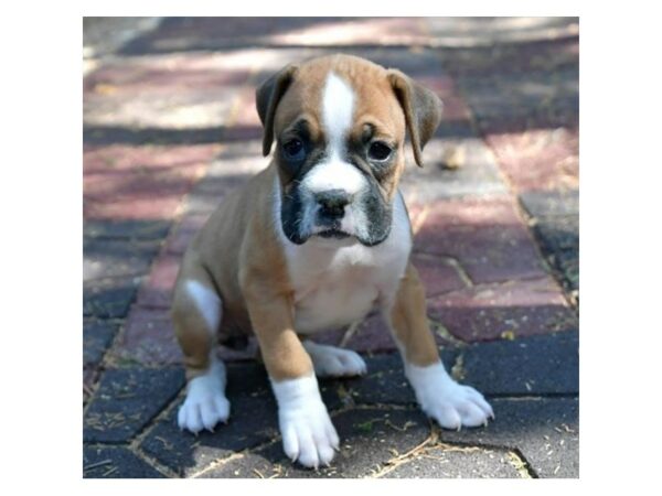 Boxer-DOG-Female-Mahogany / White-15858-Petland Racine, Wisconsin