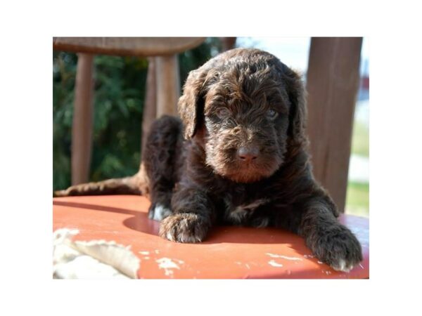 Poodle/Newfoundland-DOG-Female-Chocolate-15855-Petland Racine, Wisconsin