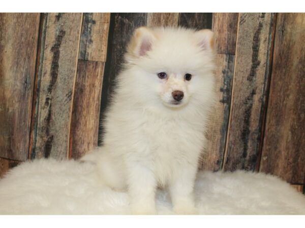 pomsky/pom-DOG-Male-White-15843-Petland Racine, Wisconsin