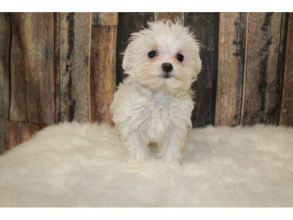 Maltese-DOG-Female-White-15849-Petland Racine, Wisconsin