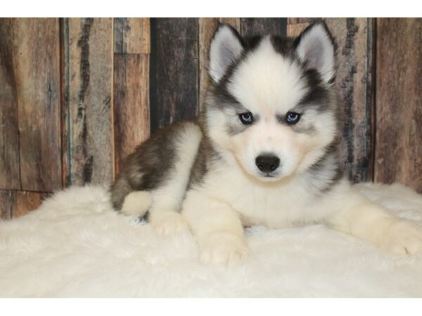 Siberian Husky-DOG-Male-Black / White-15850-Petland Racine, Wisconsin