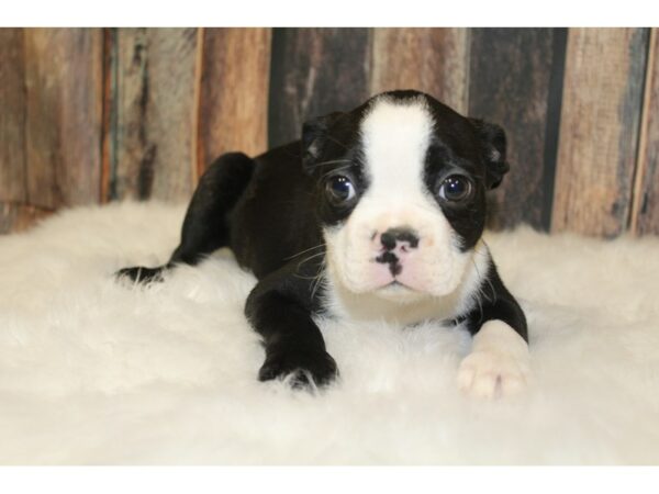 Boston Terrier-DOG-Male-Black / White-15854-Petland Racine, Wisconsin