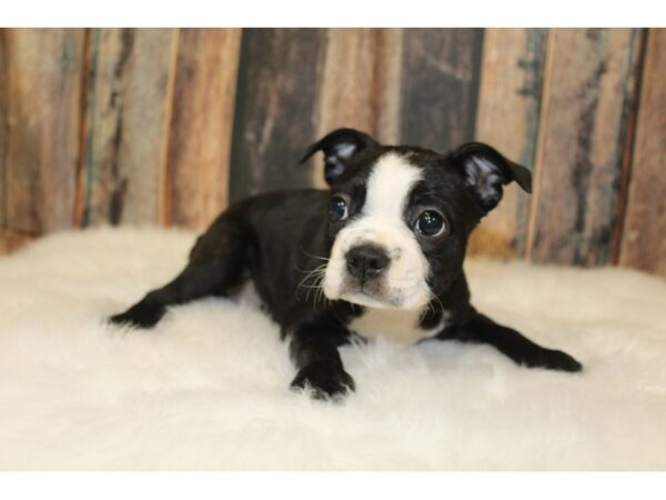Boston Terrier-DOG-Female-Black / White-15856-Petland Racine, Wisconsin