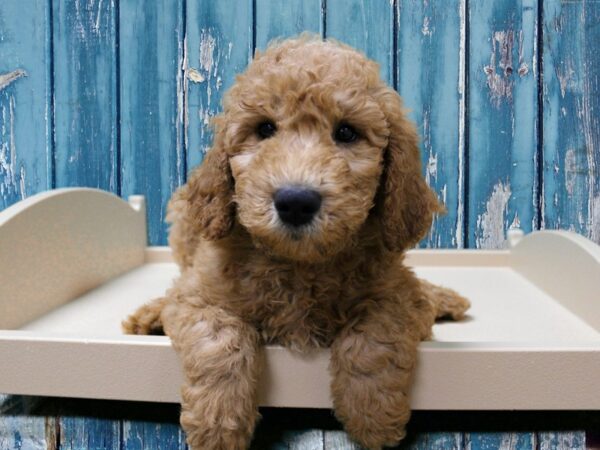 Goldendoodle 2nd Gen-DOG-Male-Apricot-24793-Petland Racine, Wisconsin