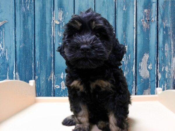 Cockapoo 2nd gen-DOG-Female-Black / Tan-24794-Petland Racine, Wisconsin