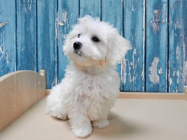 Maltichon DOG Male White 24784 Petland Racine, Wisconsin