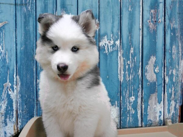 Siberian Husky-DOG-Female-White-24796-Petland Racine, Wisconsin