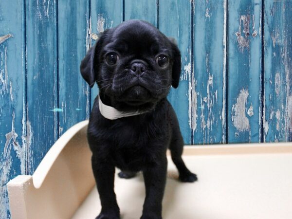 Pug-DOG-Male-Black-24789-Petland Racine, Wisconsin