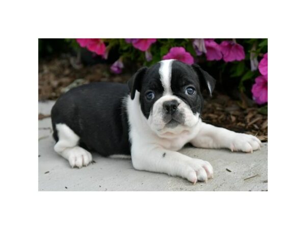 Boston/French Bulldog-DOG-Male-Black / White-24822-Petland Racine, Wisconsin