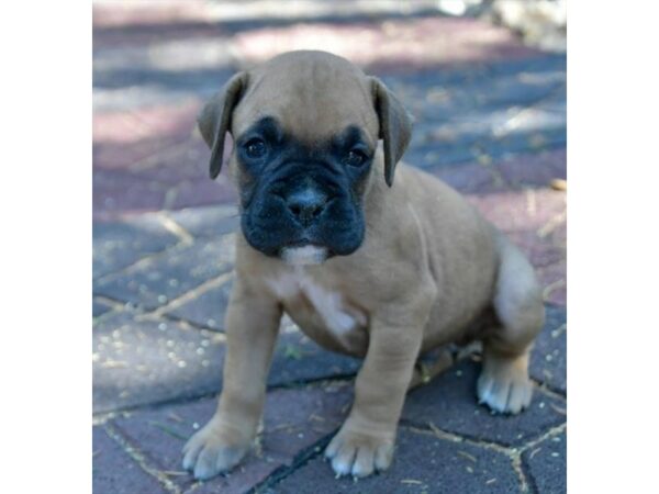 Boxer DOG Male Mahogany 24810 Petland Racine, Wisconsin